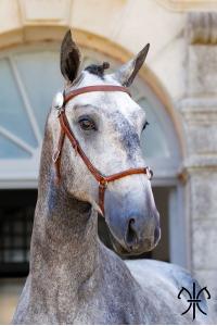 Photo cheval a vendre RIO DE LA GESSE